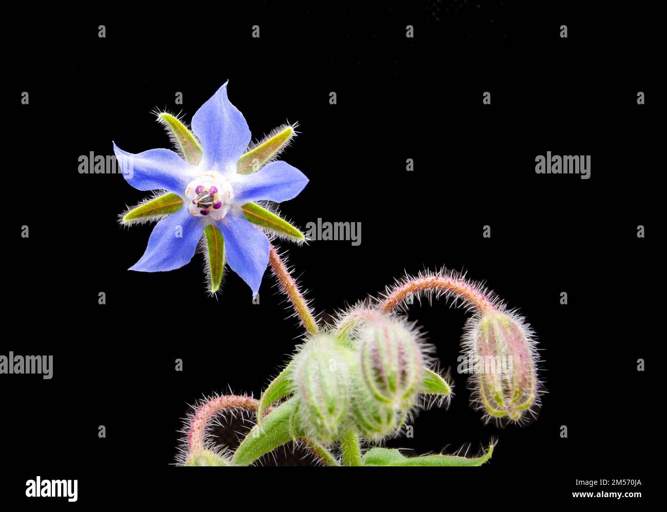 Borage starflower, Borago officinalis, is an annual herb in the flowering plant family Boraginaceae, native of the Mediterranean region. Stock Photo