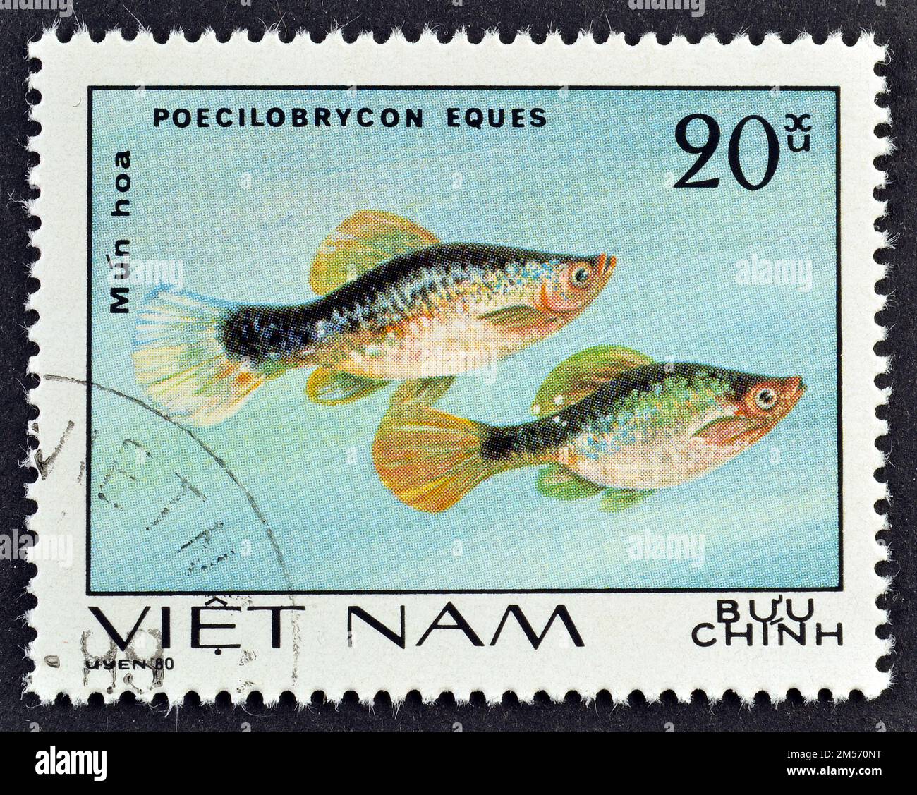 Cancelled postage stamp printed by Vietnam, that shows Mun hoa - Platy Pencilfish (Poecilobrycon eques), circa 1980. Stock Photo