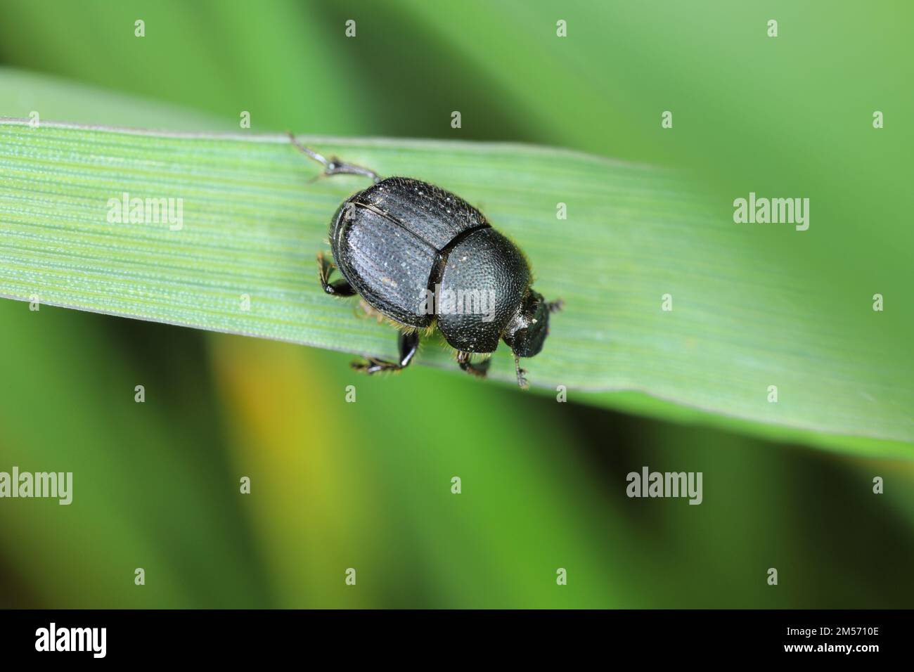 Onthophagus - dung beetle. Small dung beetle in the family Scarabaeidae. These insects feed on animal excrement. Stock Photo