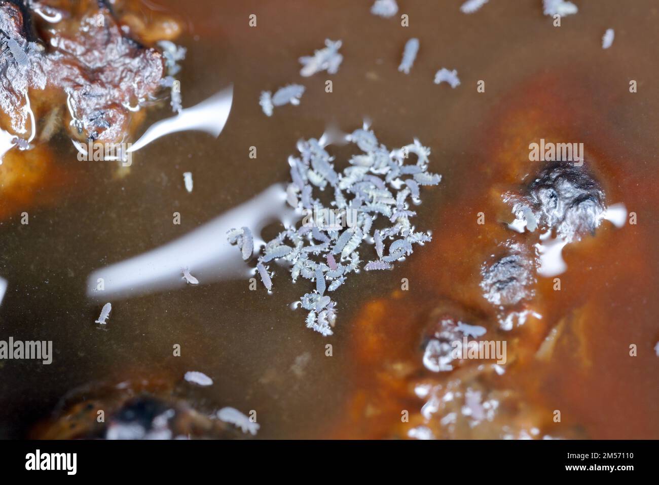 Group of Springtails, Order Collembola on the surface of dirty water. Stock Photo