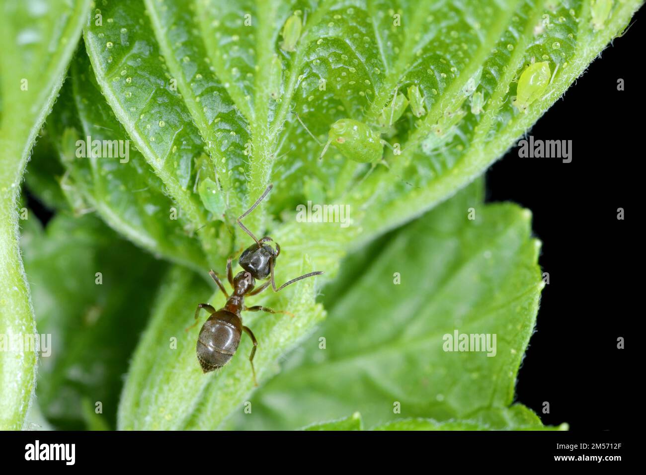 Red currant blister aphid Cryptomyzus ribis on leaf. An ant caring for a colony of aphids. Stock Photo