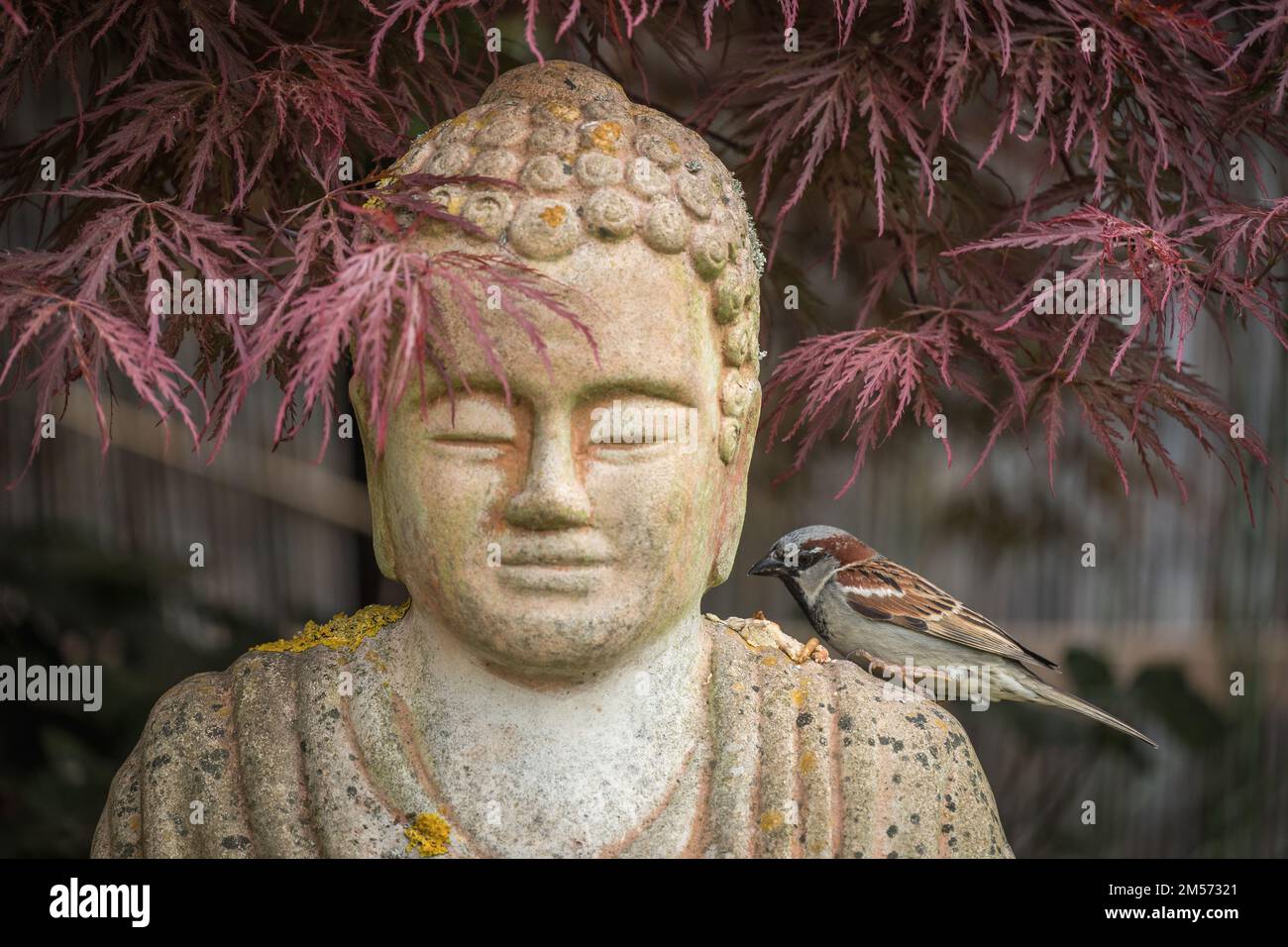 Buddha / Buddafigur / Meditation / Zen Stock Photo