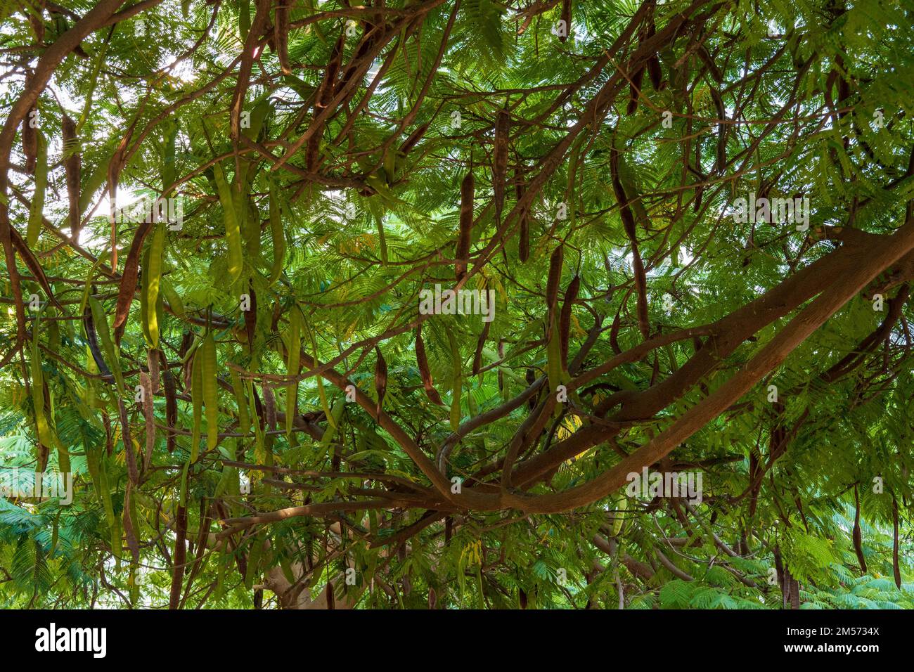 Lush branches of carob tree with brown seed pods growing on summer day