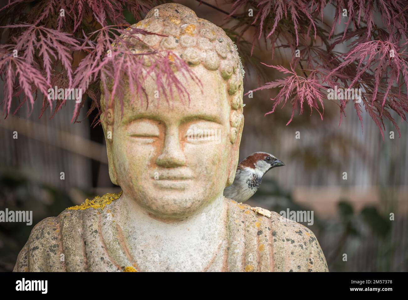 Buddha / Buddafigur / Meditation / Zen Stock Photo