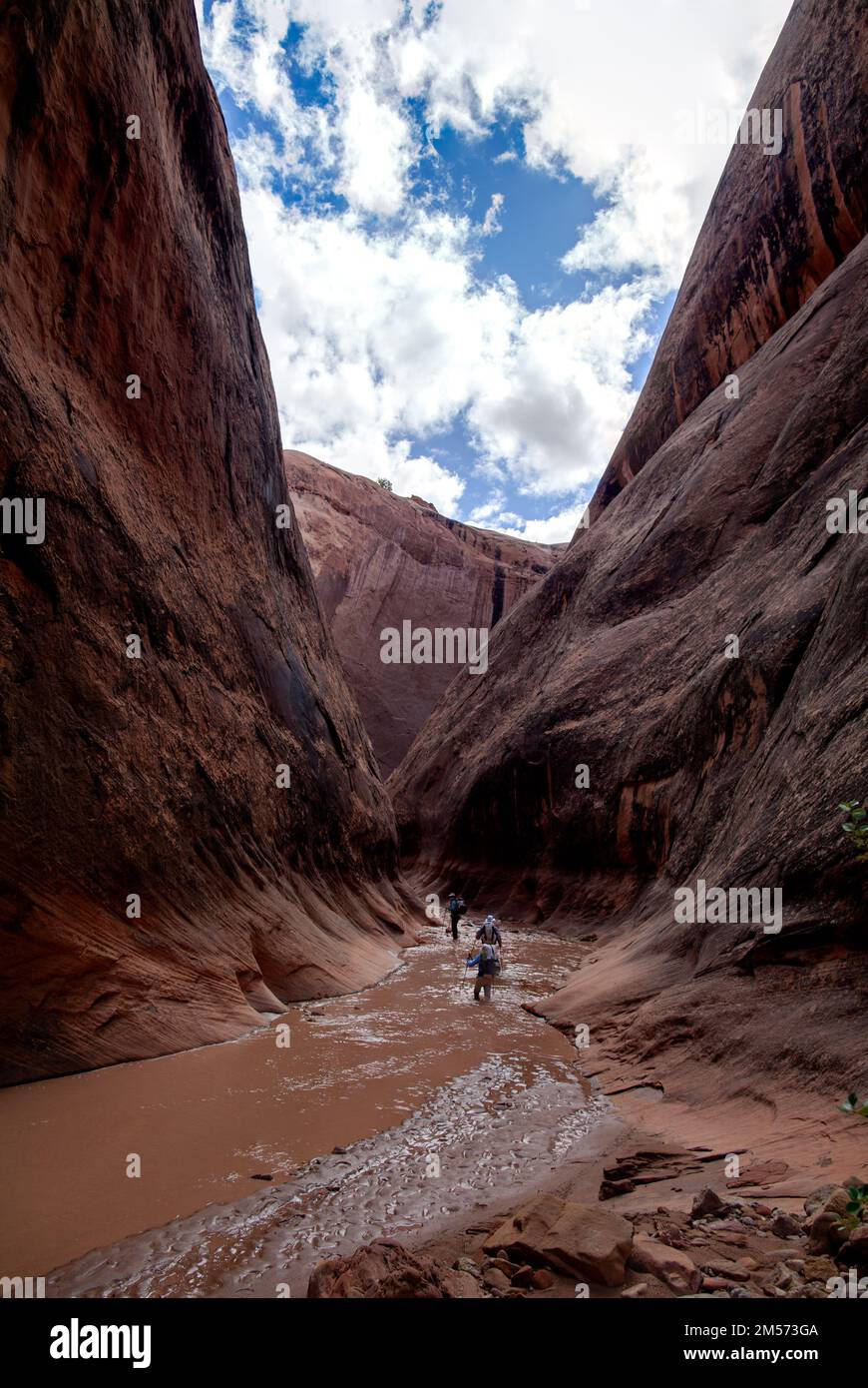 A group of three backpackers wades through the Halls Creek Narrows in
