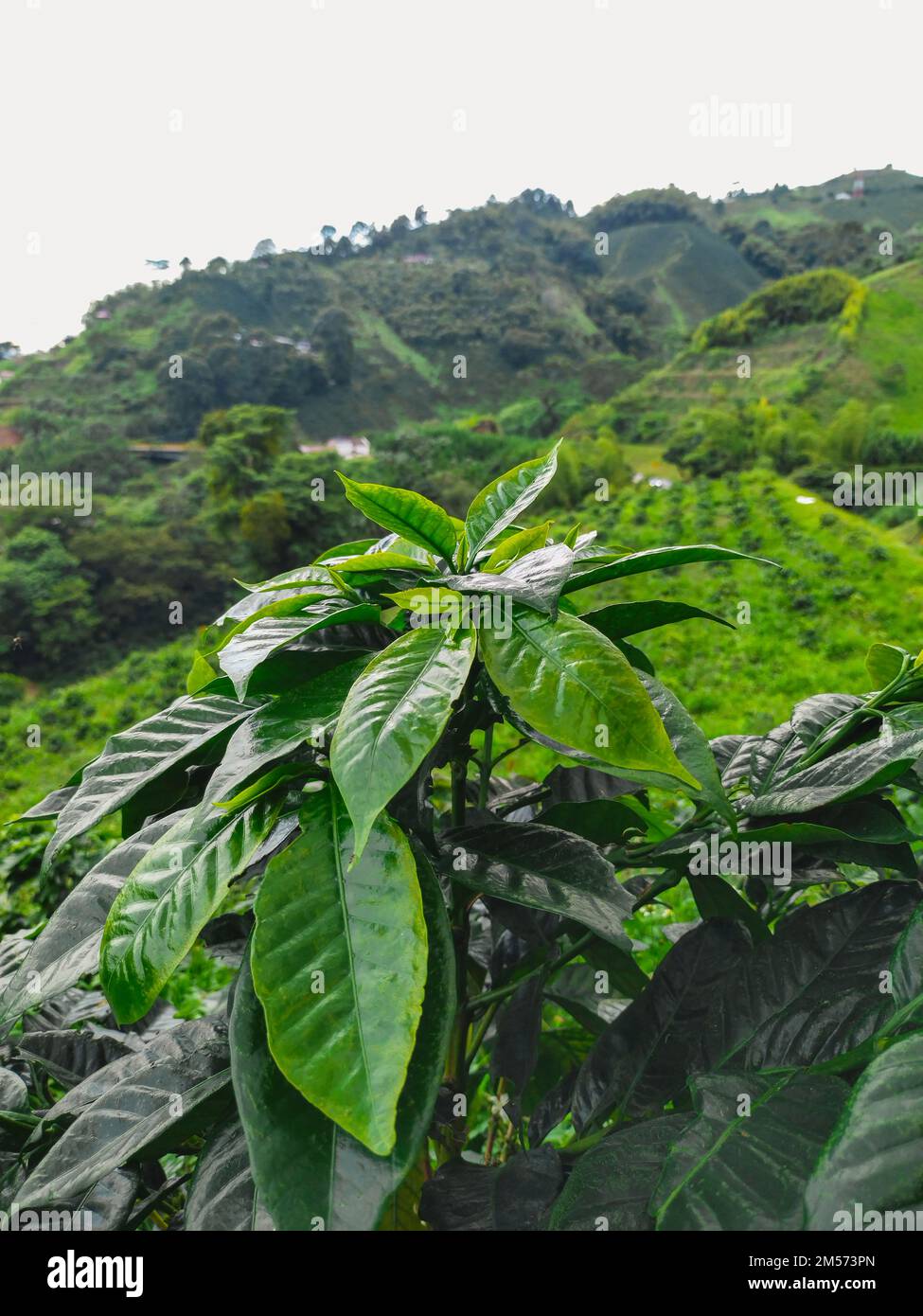 closeup of coffee leaves, in a Colombian crop, typical landscape of