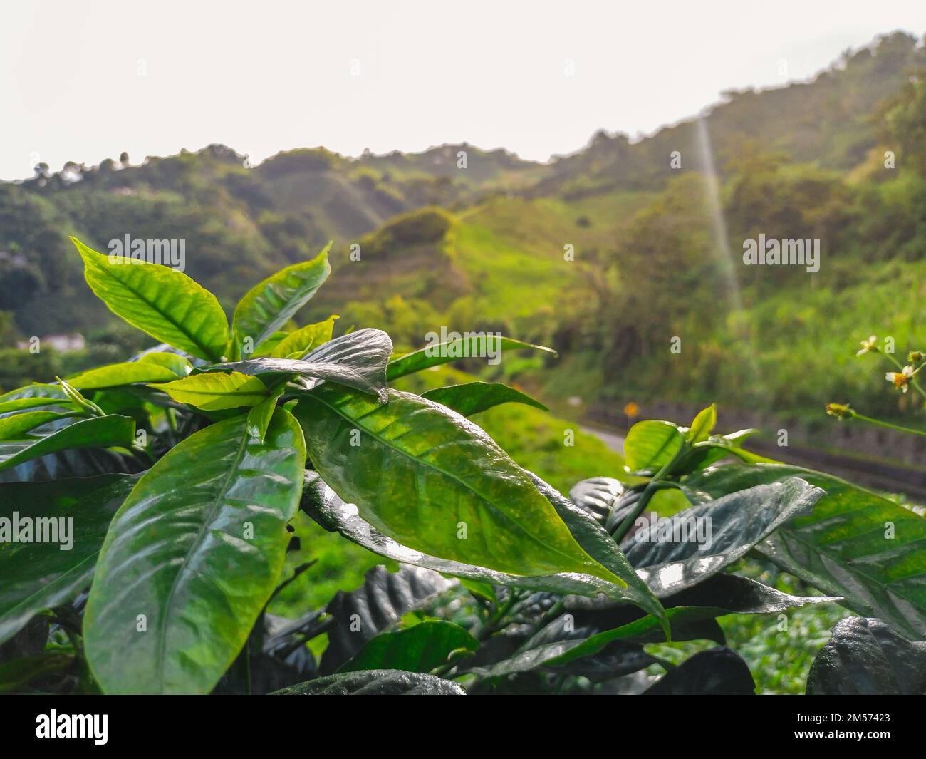detailed view of coffee leaves in the coffee plantation in the