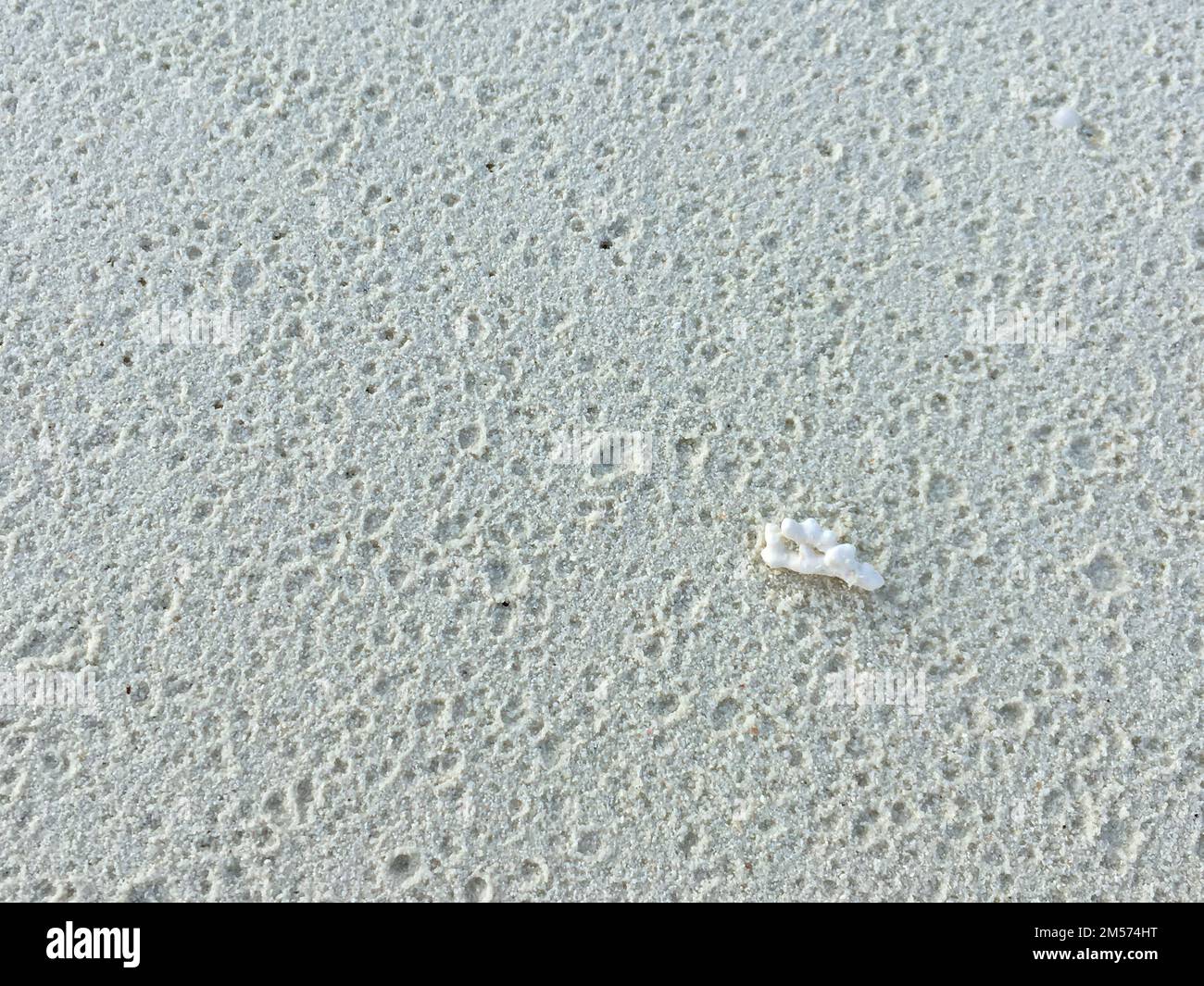 A closeup shot of a white shell on the seashore with holes in the sand ...