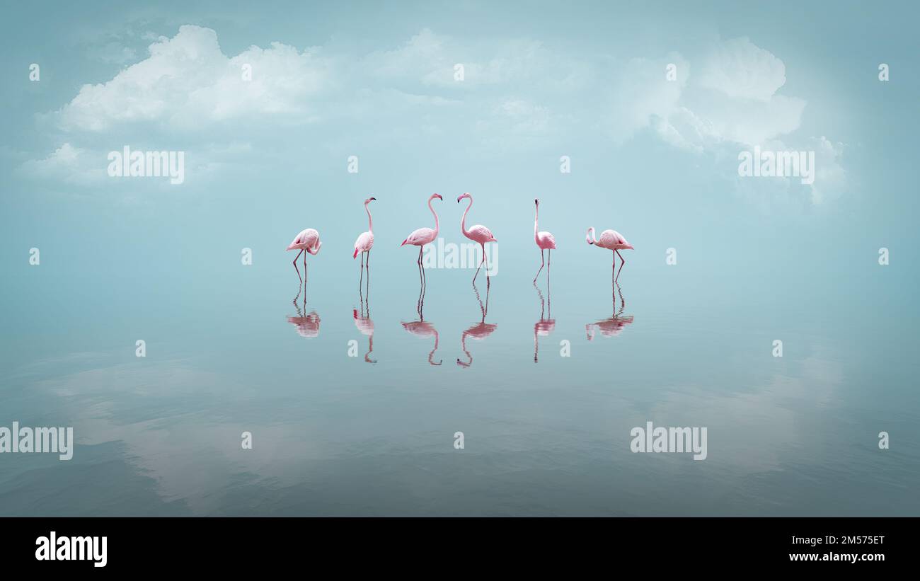 Flamingos Stock Photo