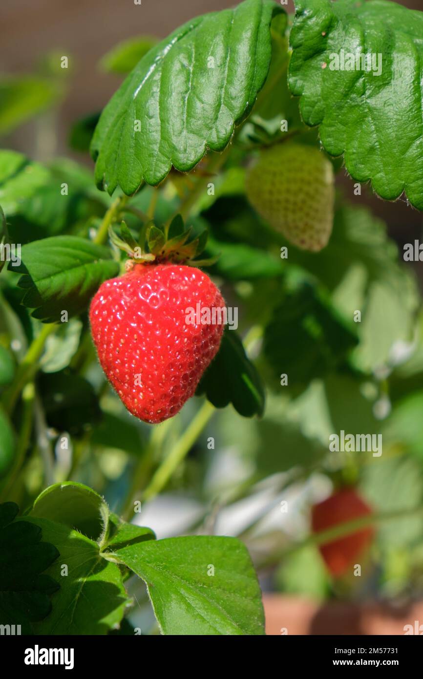 Strawberry growing in pot Stock Photo - Alamy
