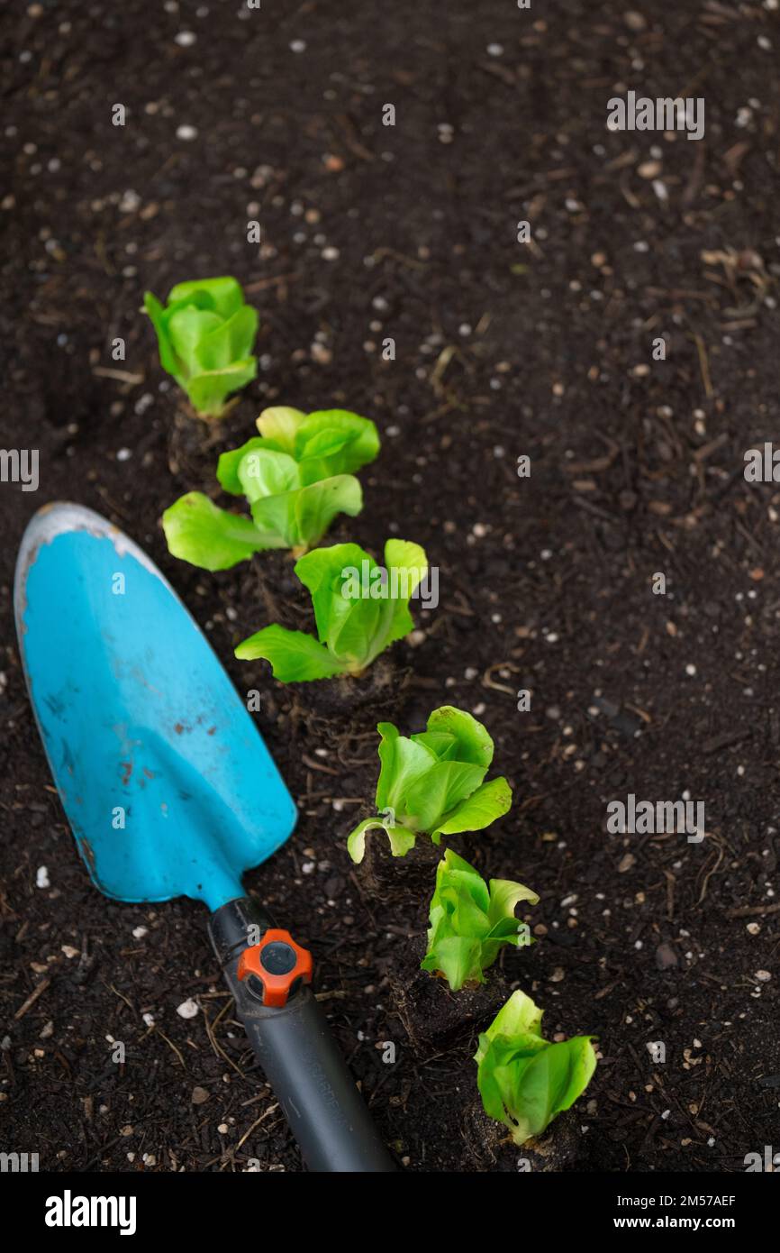 lettuce seedlings and blue garden scoop on the ground. Lettuce plant set on the ground closeup