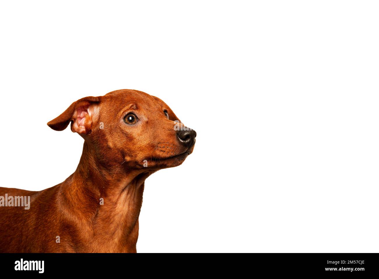 A charming puppy looks sideways on a white background. A curious puppy