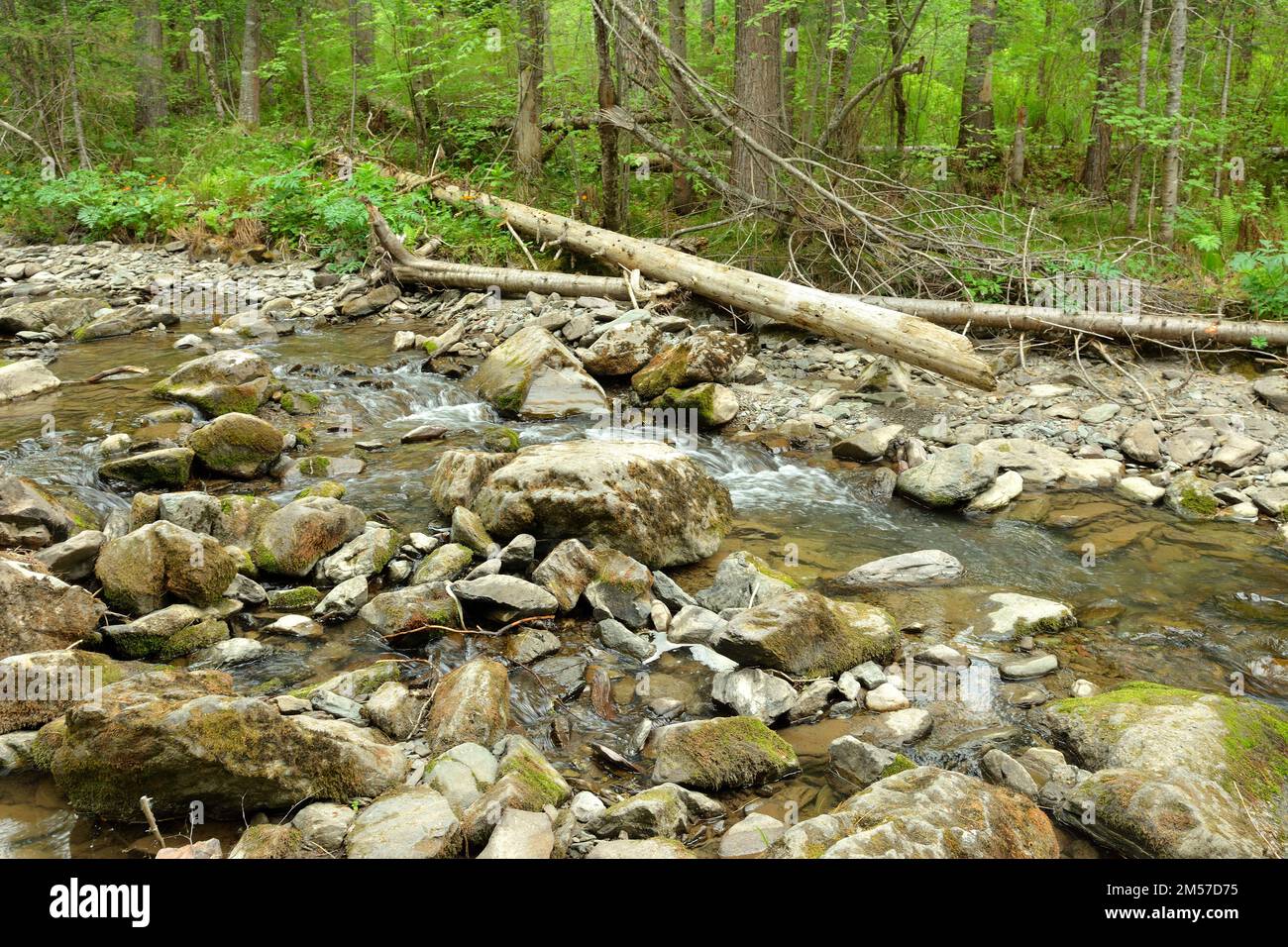 A shallow river with a rocky bed flows through the summer forest ...