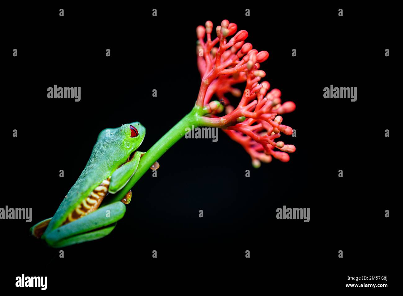 Red-eyed Tree Frog (Agalychnis callidryas) in Costa Rica Stock Photo
