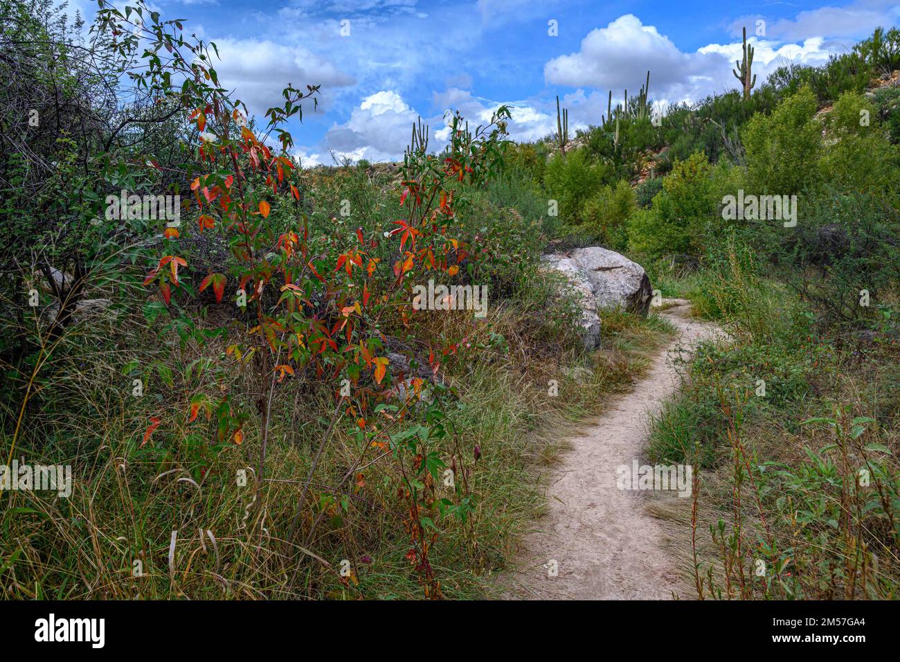 A gorgeous view of the landscape in Catalina SP, Arizona Stock Photo