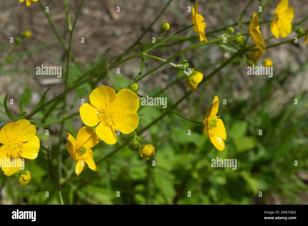 A selective focus of yellow Ranunculus sardous flowers in a garden Stock Photo