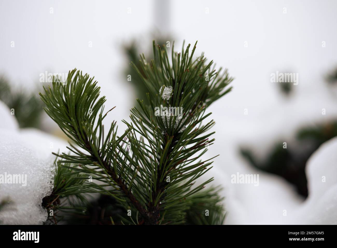 A closeup shot of green dwarf mountain pine needles during winter season in daylight with blur background Stock Photo