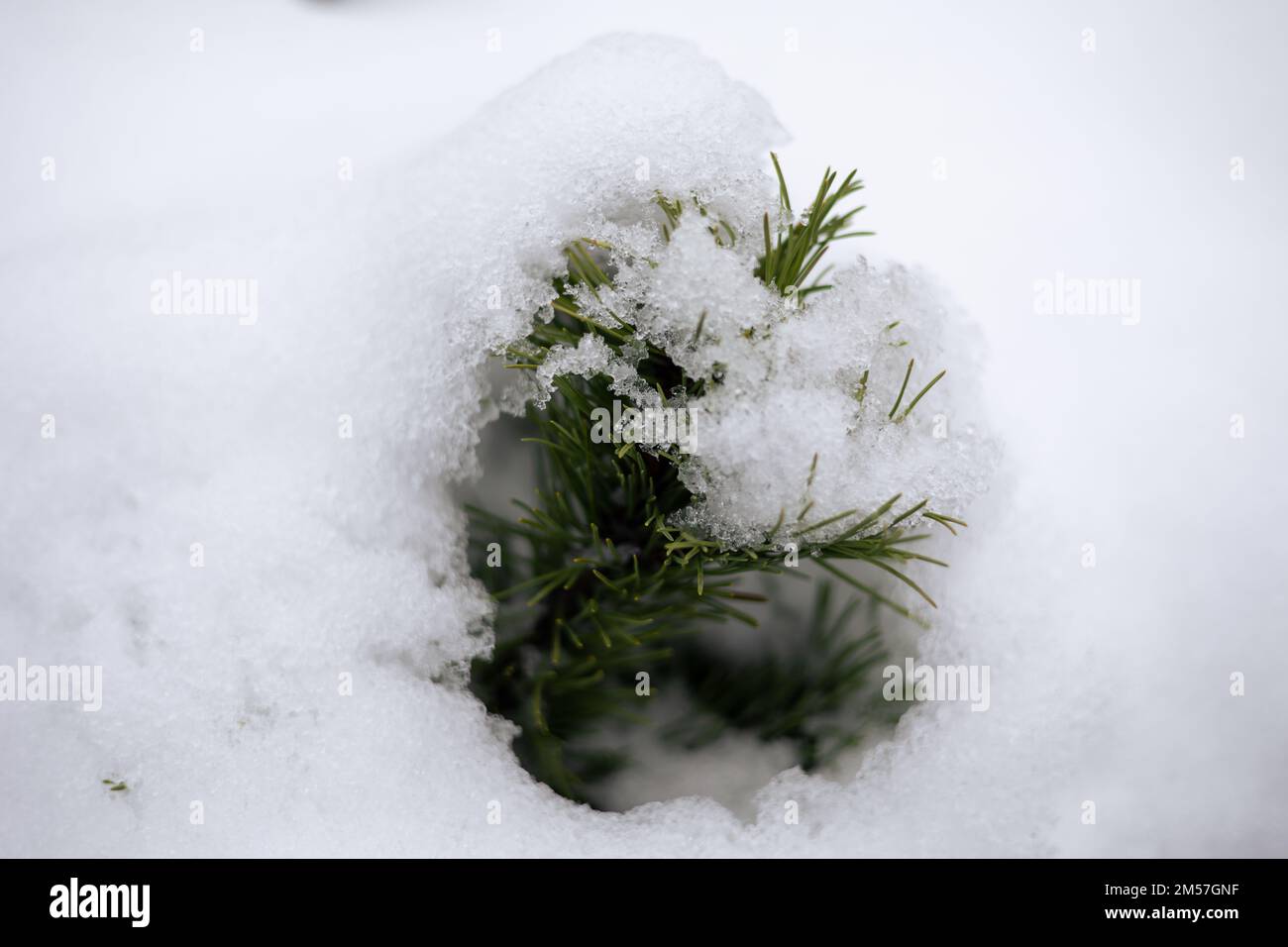 A closeup shot of dwarf mountain pine needles covered with snow in daylight Stock Photo
