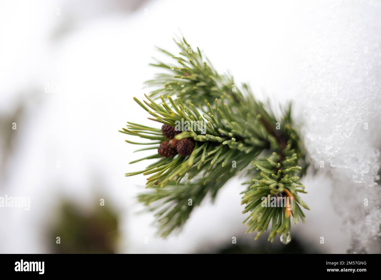 A closeup shot of green Swiss mountain pine needles during winter season with blur background Stock Photo