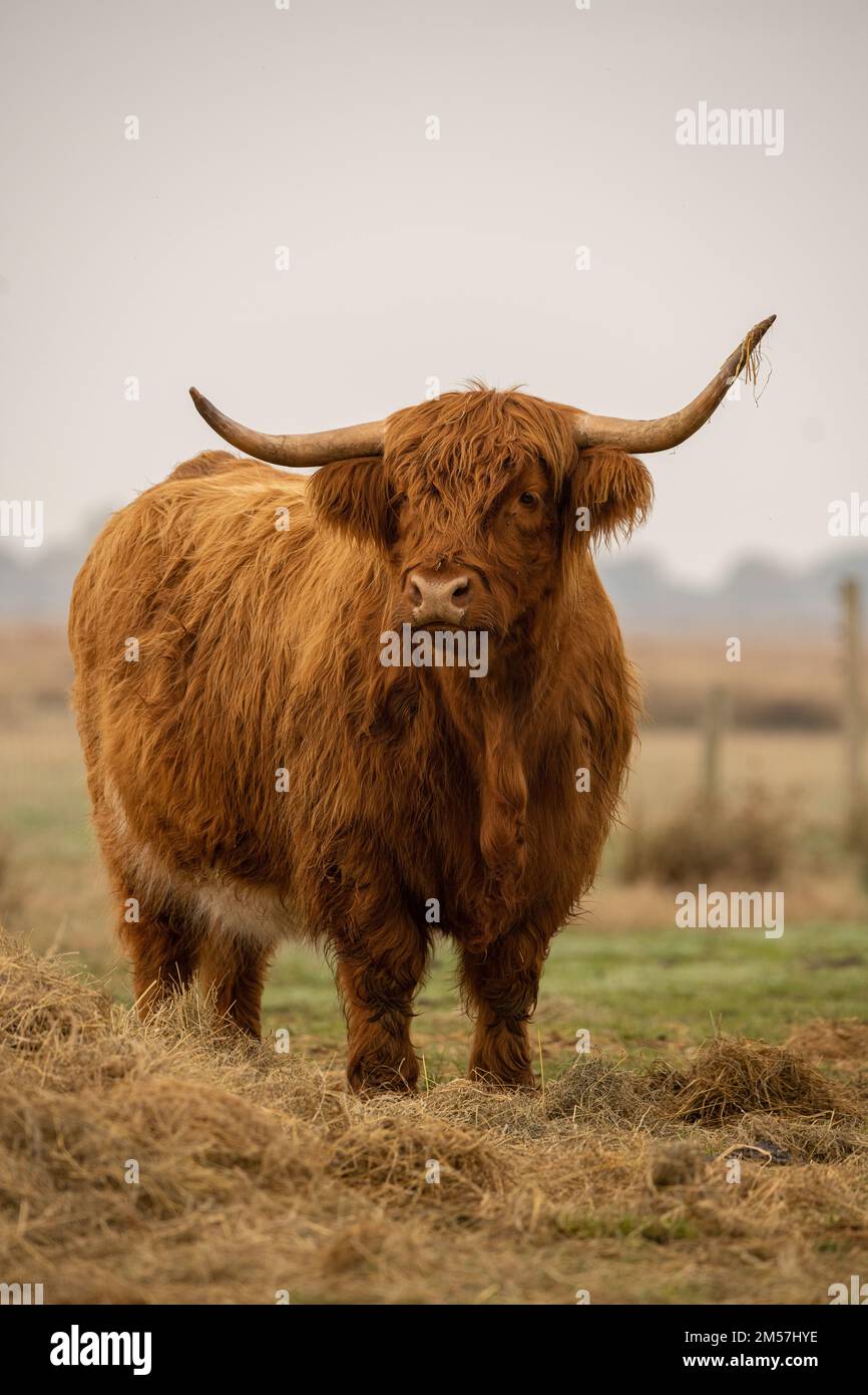 A vertical shot of a highland cow on a field Stock Photo - Alamy