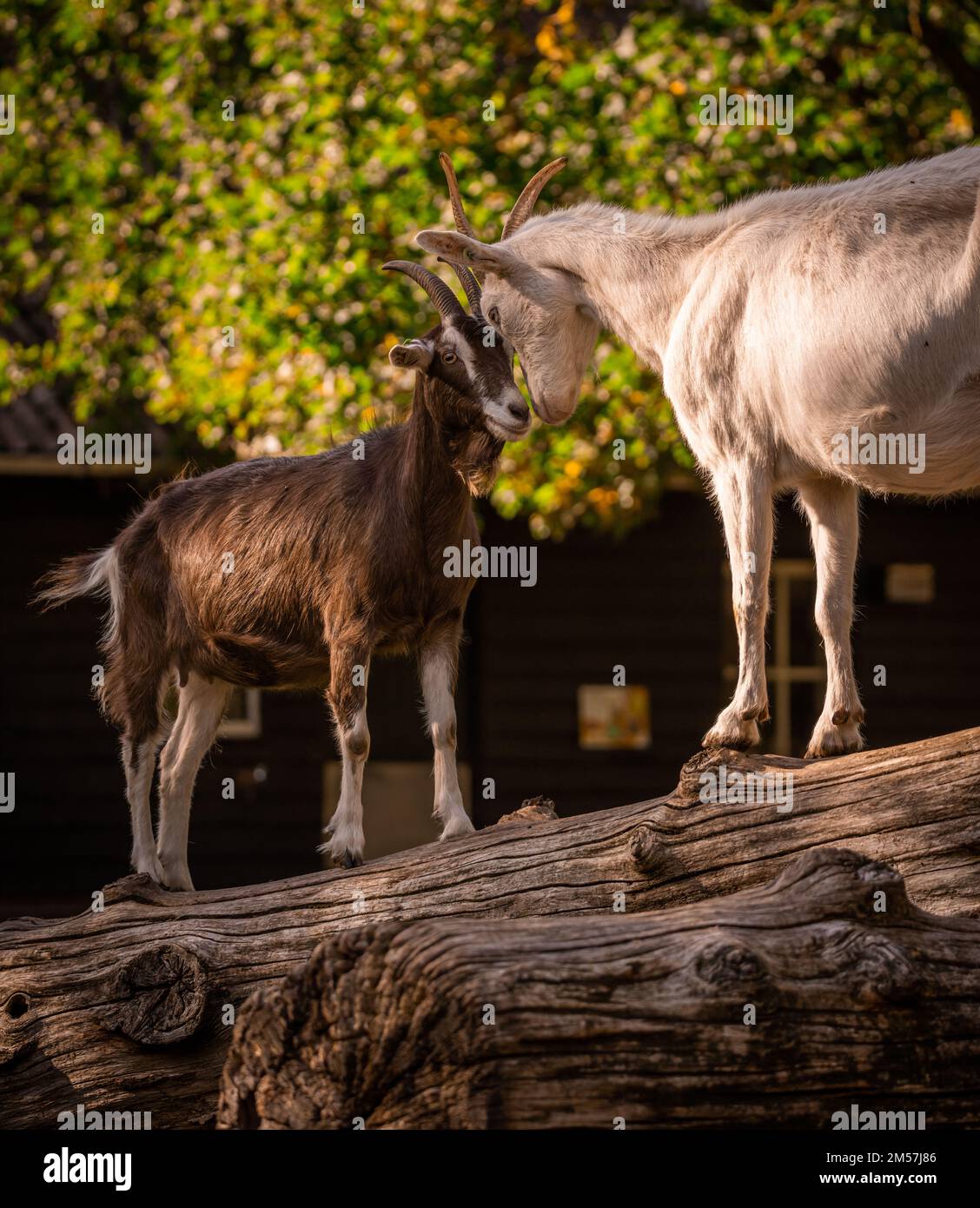 Two goats banging heads on top of a log on a farm Stock Photo Alamy