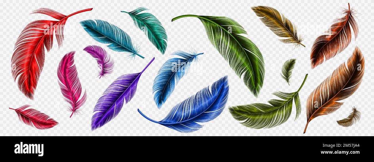 Color feathers, soft bird plumage isolated on transparent background