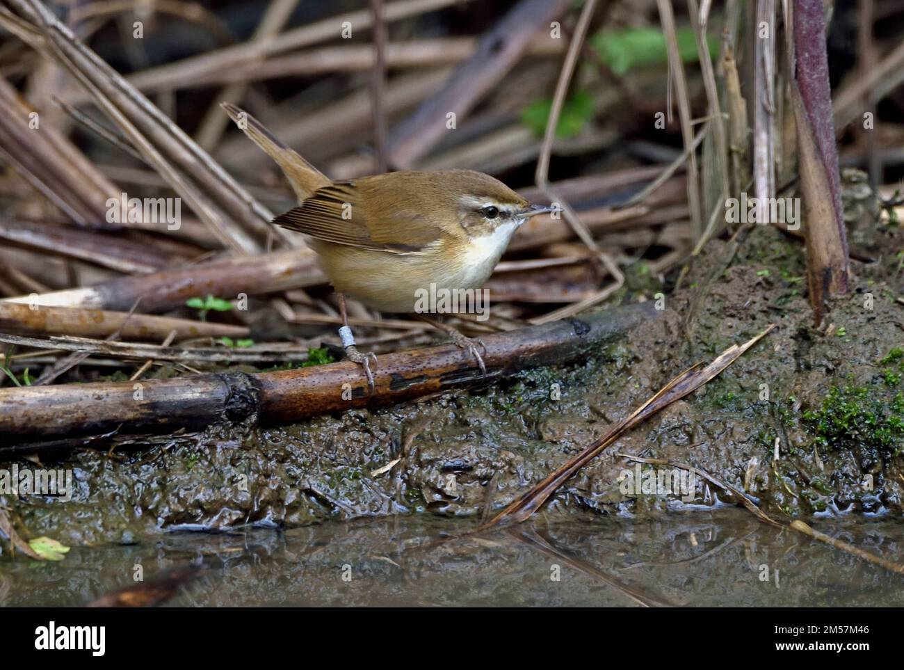 A Paddyfield Warbler (Acrocephalus agricola) about to bathe in a small pool in Northern Thailand Stock Photo