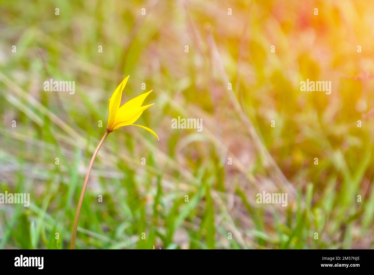 A yellow wild tulip in a green meadow in sunlight Stock Photo