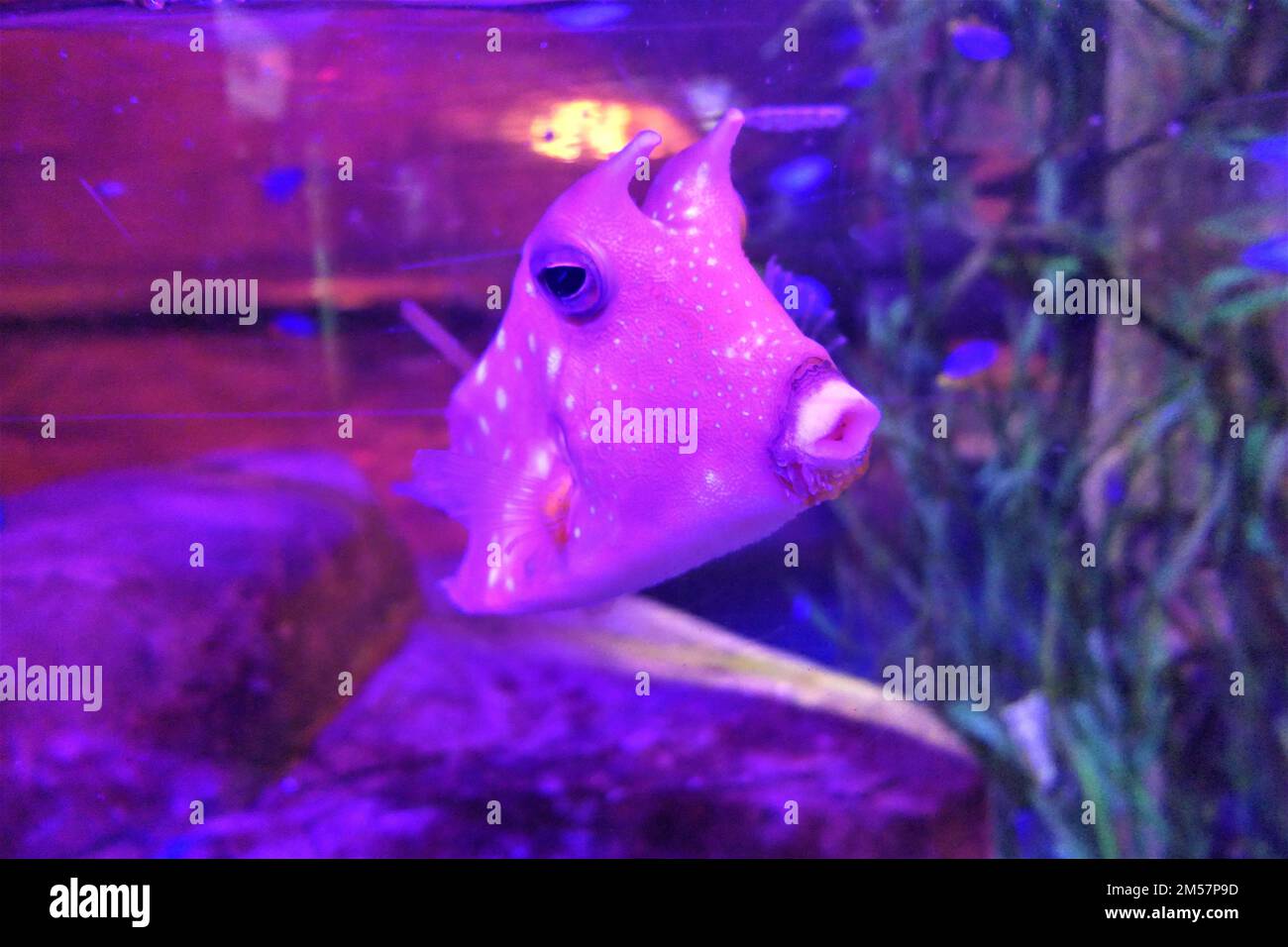 Pink fish hi-res stock photography and images - Alamy