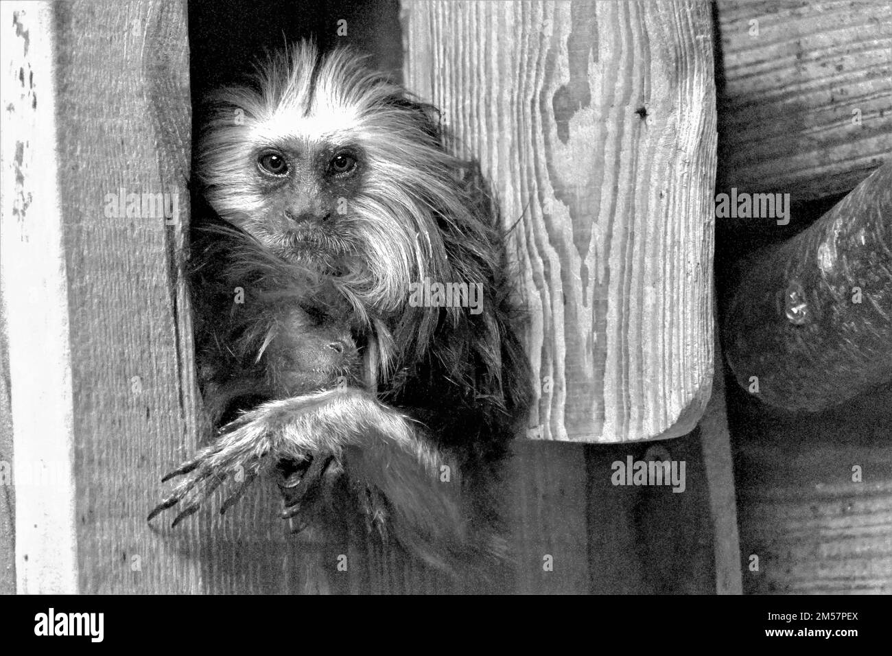 The golden lion tamarin black and white Stock Photo
