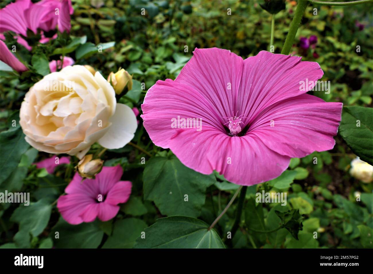 Beautiful purple summer flowers hi-res stock photography and images - Alamy