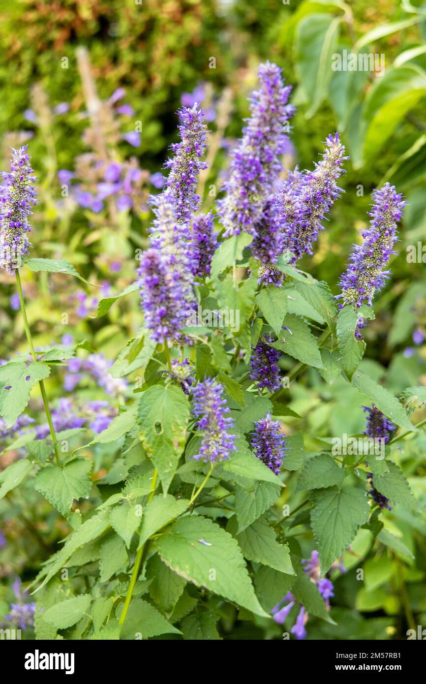 Korean Mint Agastache rugosa flower blossom Stock Photo