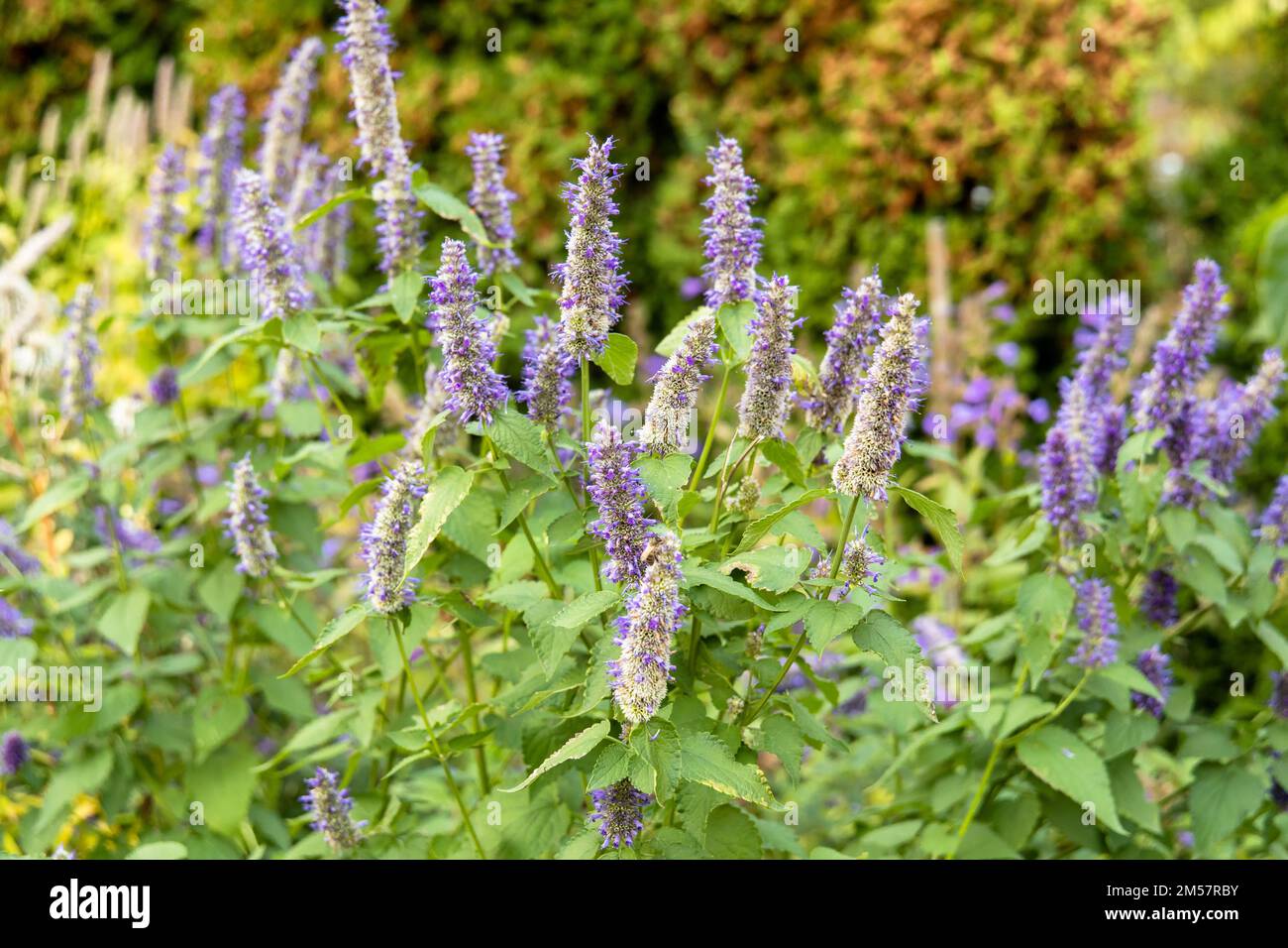 Korean Mint Agastache rugosa flower blossom Stock Photo