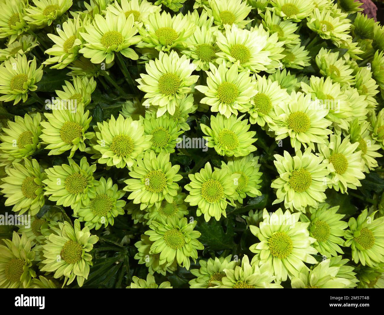 Green flowers Stock Photo
