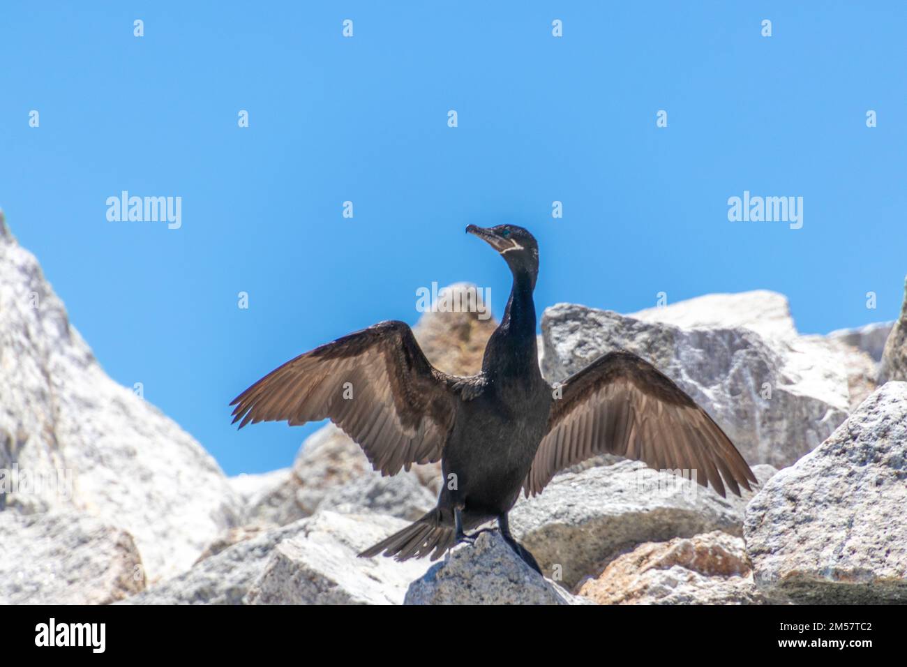 Wild Phalacrocorax neglectus in Algarrobo, Chile Stock Photo Alamy