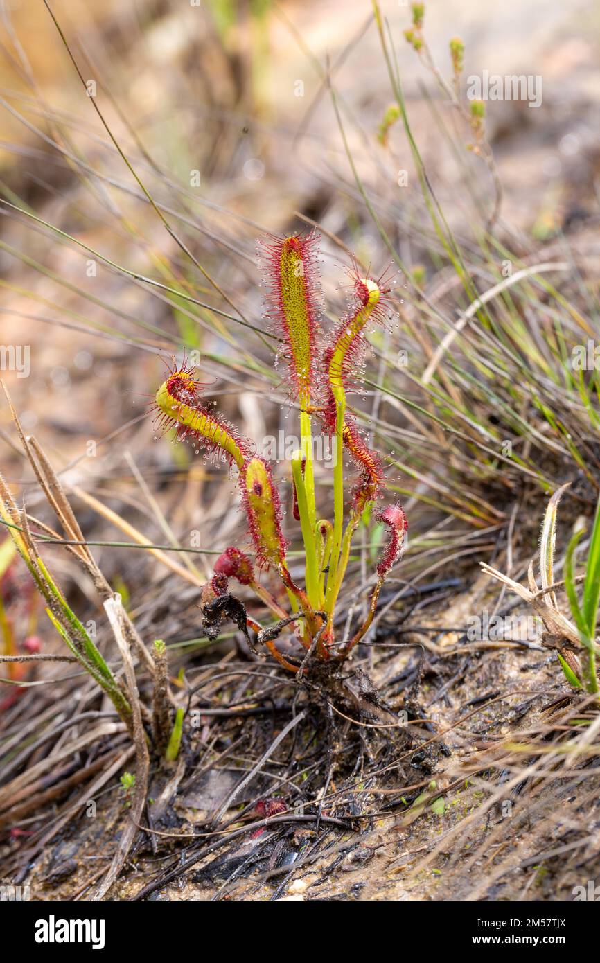 side view of Drosera capensis, the Cape Sundew, taken in natural