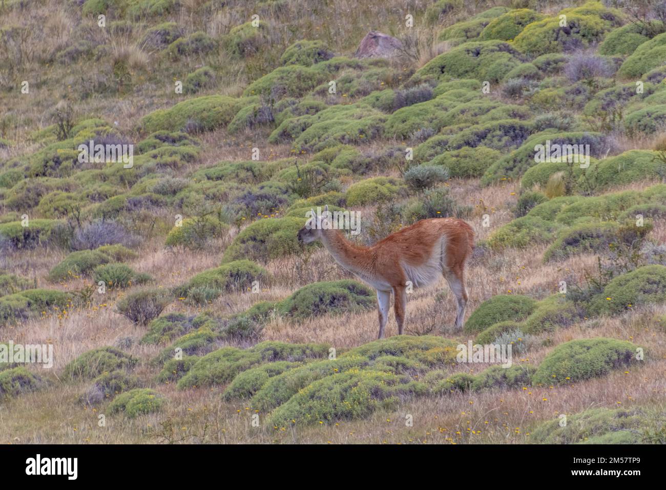 Vicugna or Guanicoe in the wild of Torres del Paine national park in Patagonia, Chile Stock Photo