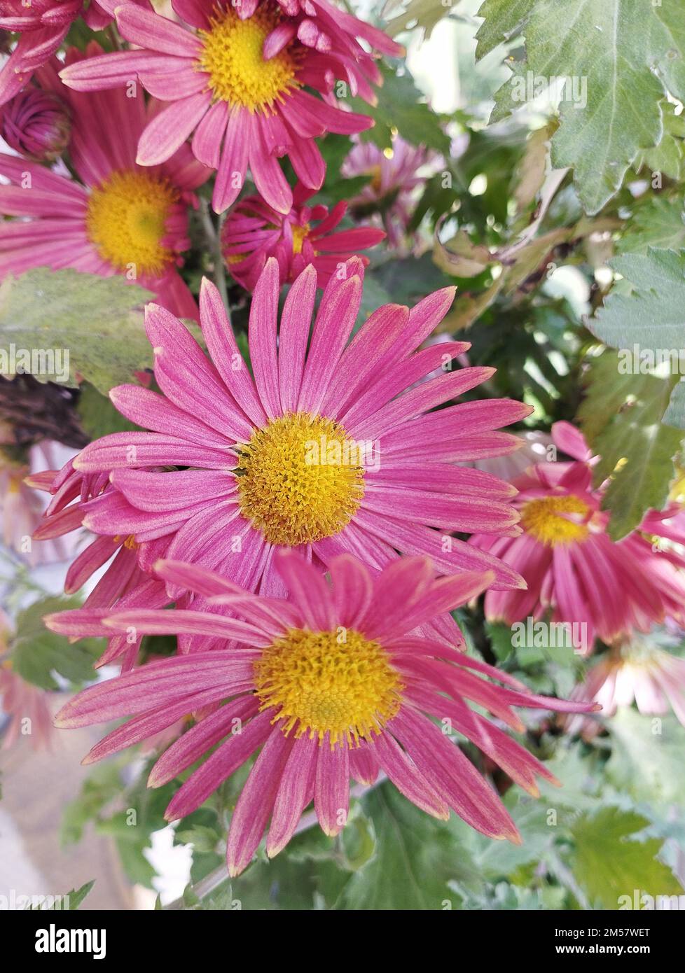 Chrysanthemum flowers macro pink hi-res stock photography and images ...