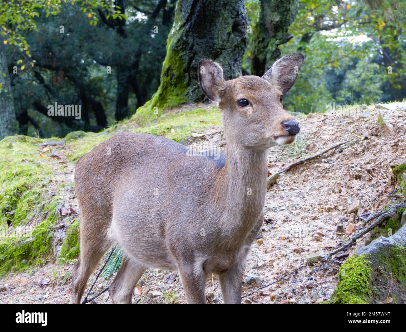 Nara deer Stock Photo