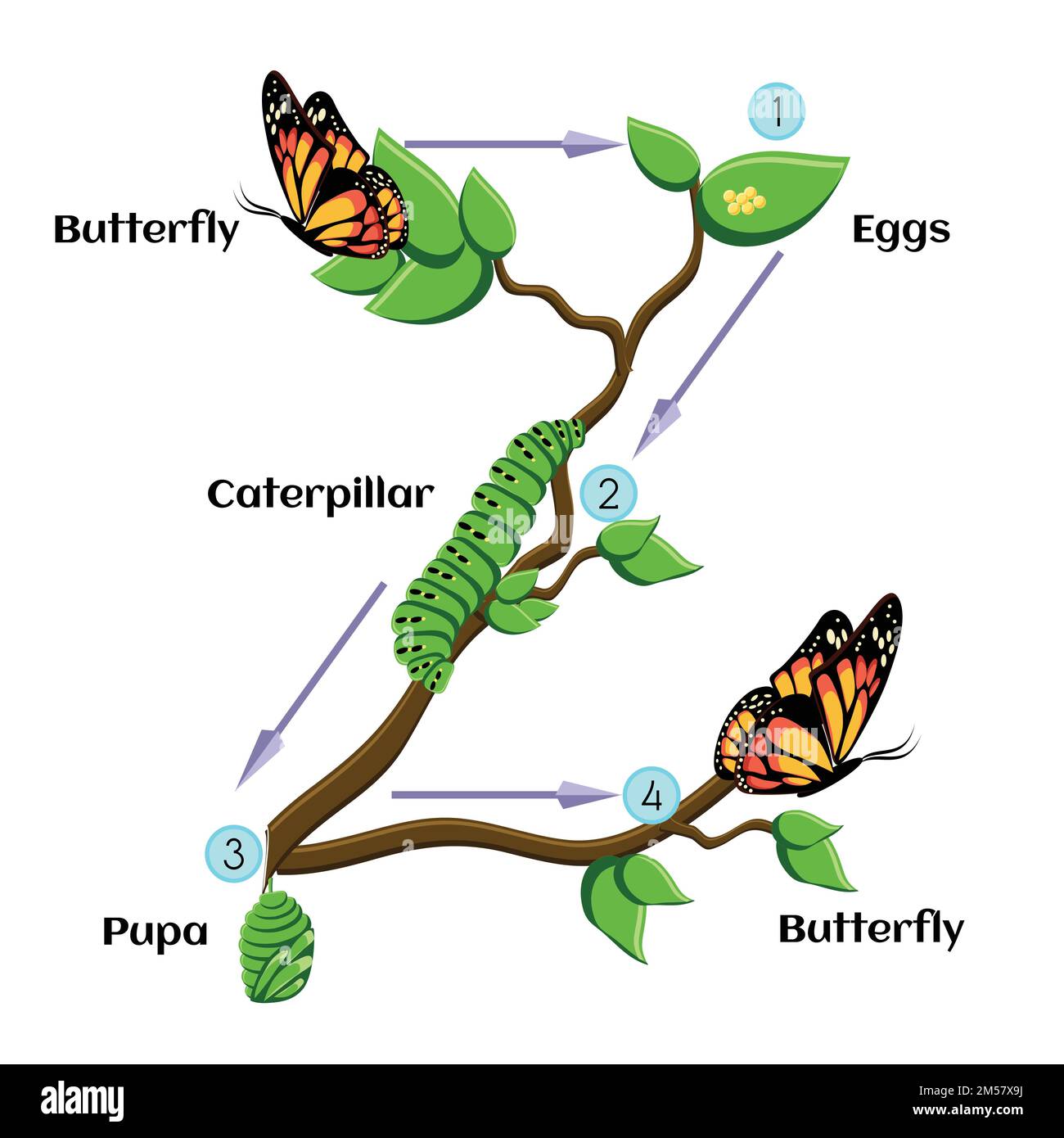 Life cycle of butterfl. Eggs, caterpillar, pupa, butterfly. Metamorphosis. Educational biology for kids. Cartoon vector illustration in flat style. Stock Vector