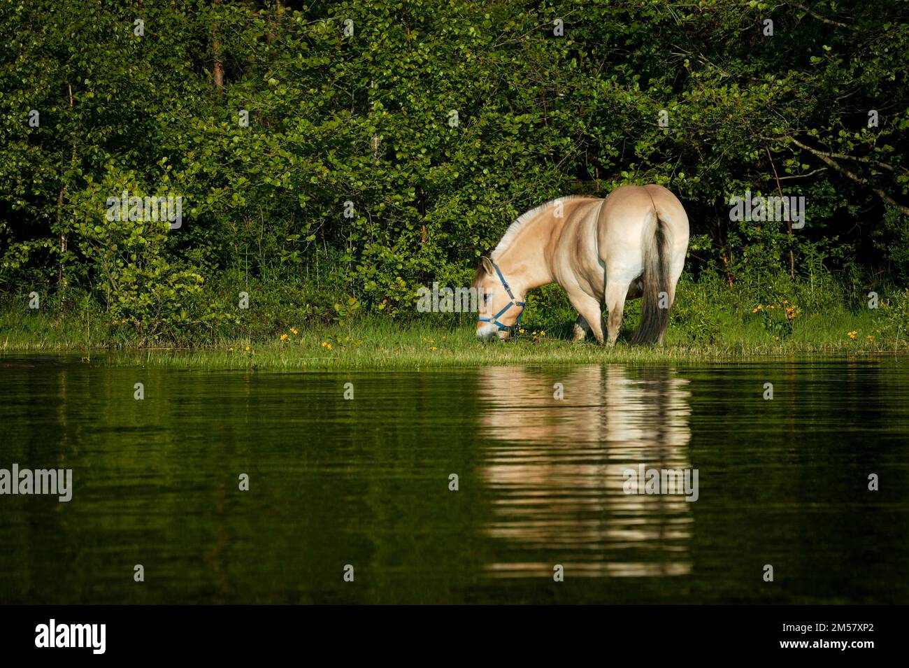 A fjording horse, Equus ferus caballus, is grazing at the lakeshore of the island Oksenøya in the lake Vansjø, Østfold, Norway. Stock Photo