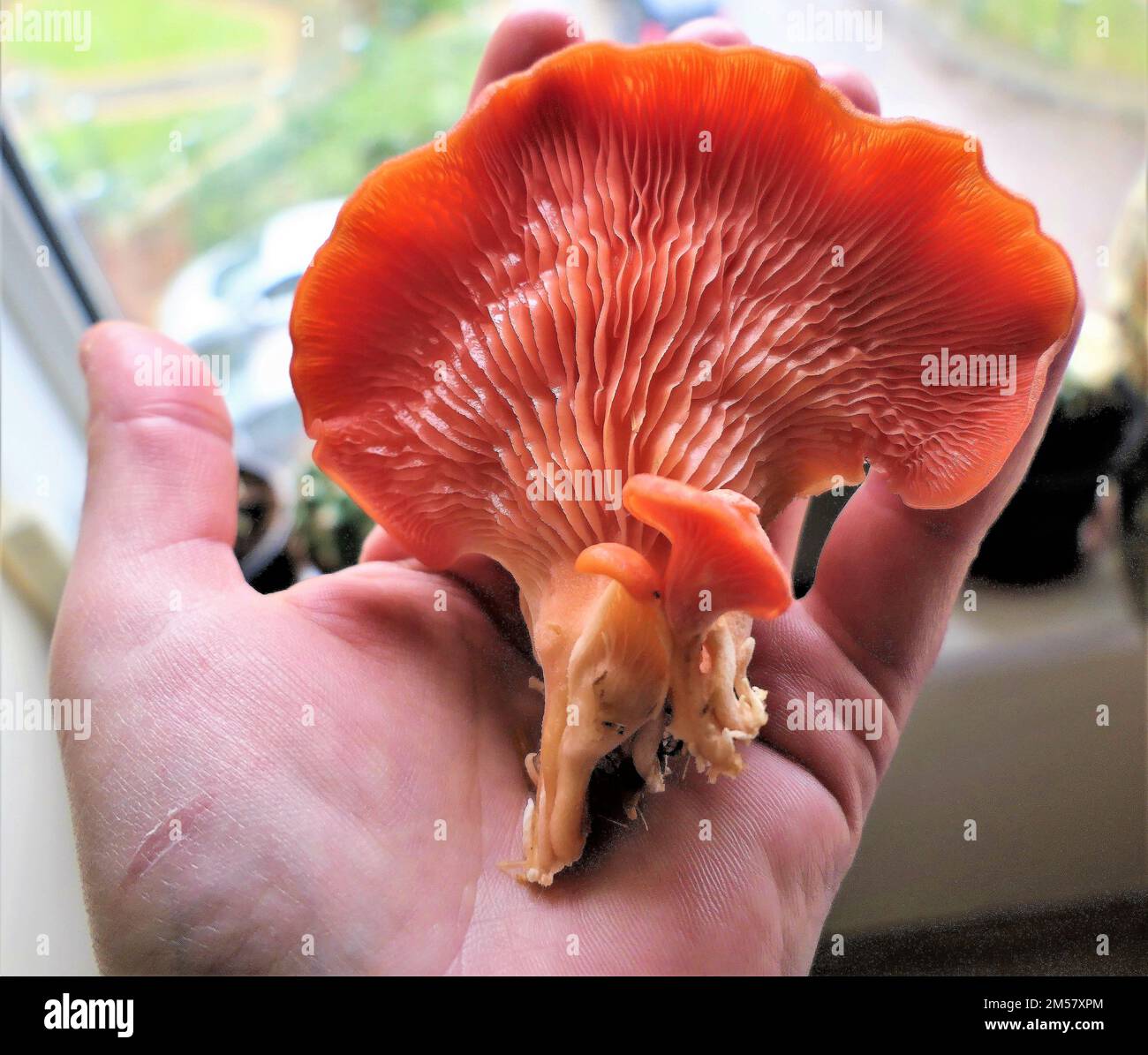 growing pink oysters mushroom in the kitchen, Stock Photo