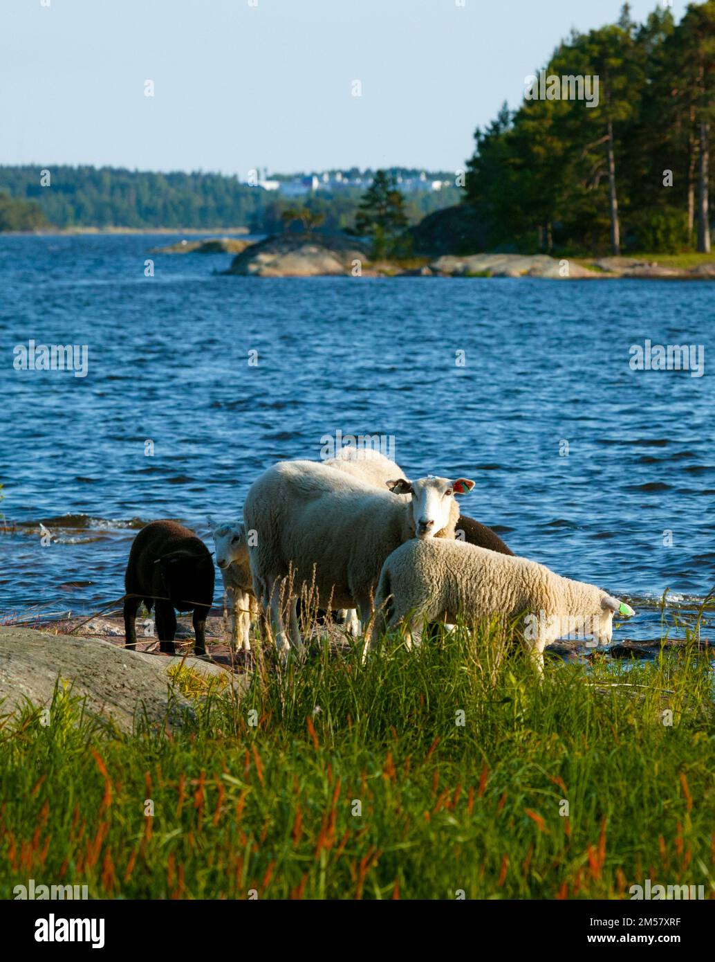 A family of sheep at the island Østenrødøya in the lake Vansjø, Østfold, Norway, Scandinavia. Stock Photo