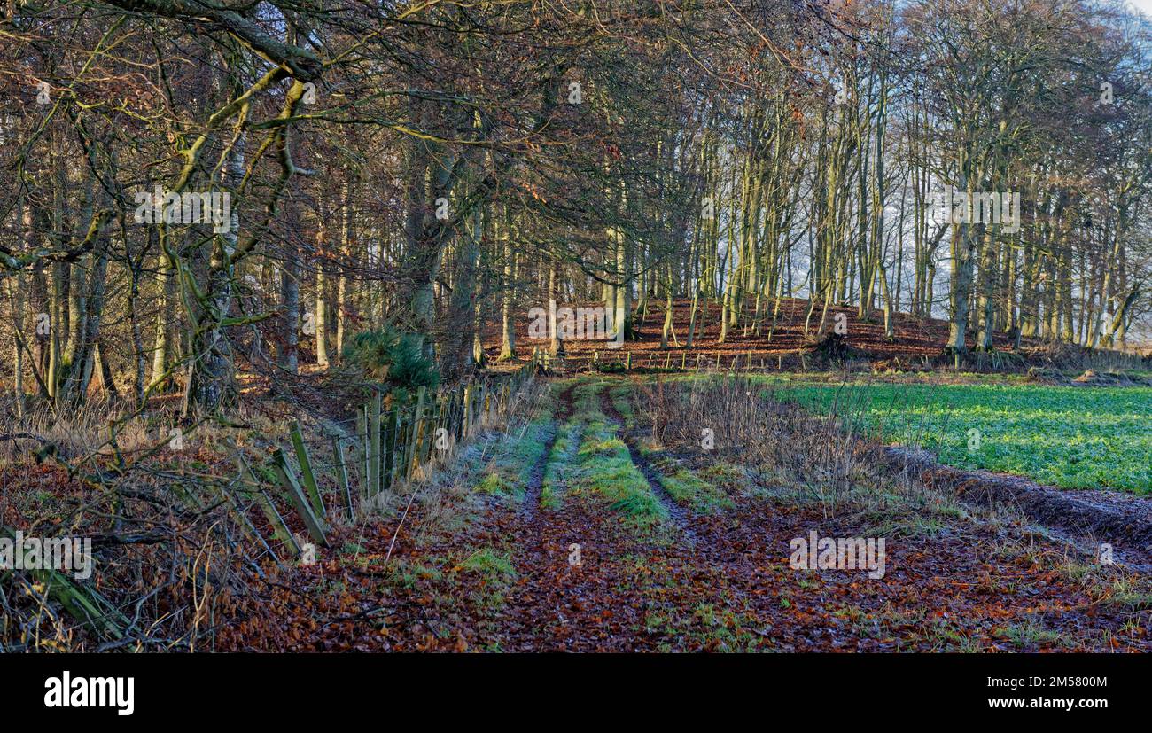 The long abandoned path or track between Letham Grange and the Derelict Mill of Colliston on a frosty morning in late December. Stock Photo
