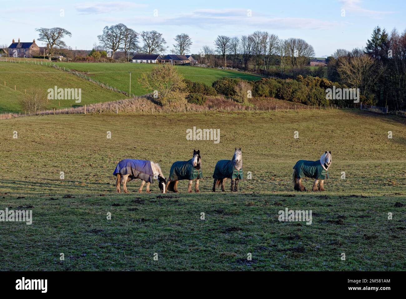 Four Horses with Horse Blankets to keep out the cold grazing in Fields close to Leysmill, overlooked by a Farmhouse and Farm Bungalow. Stock Photo