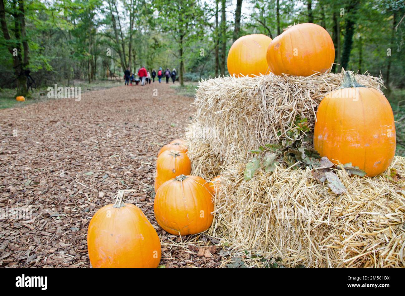 Family groups enjoying a walk through woodland following a pumpkin trail in October ahead of Halloween in Hampshire. Stock Photo