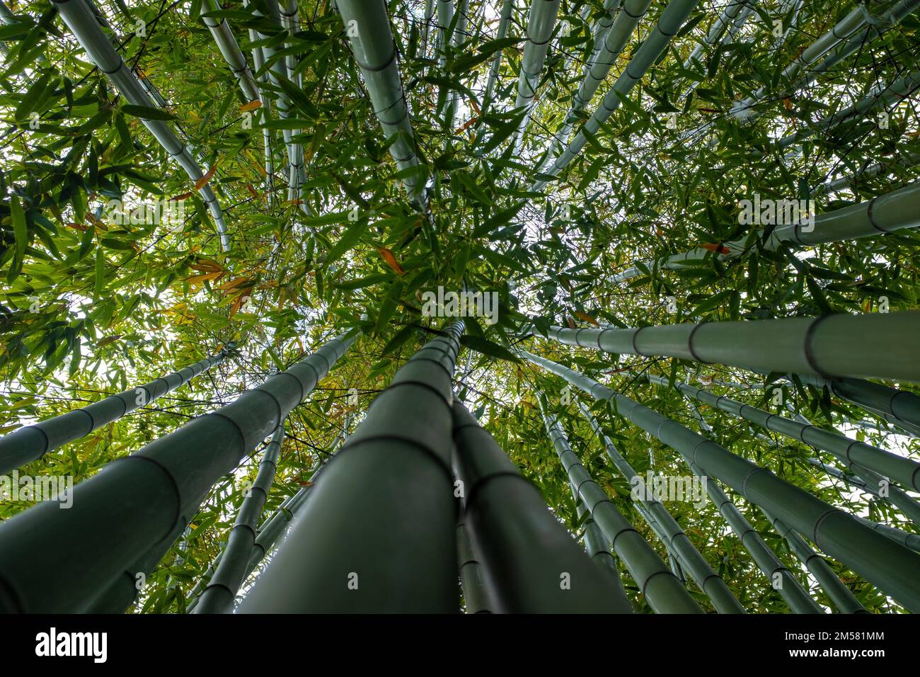 Giant green bamboos seen straight from below. Taken on a sunny spring day. Stock Photo