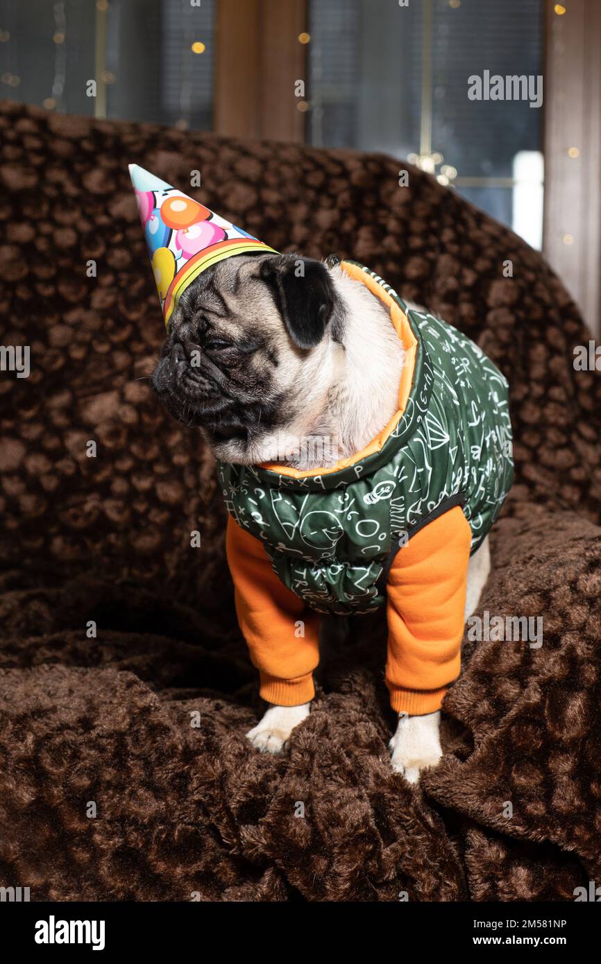 A cute pug in a festive cap celebrates his first birthday. Birthday of dogs, pets. Stock Photo