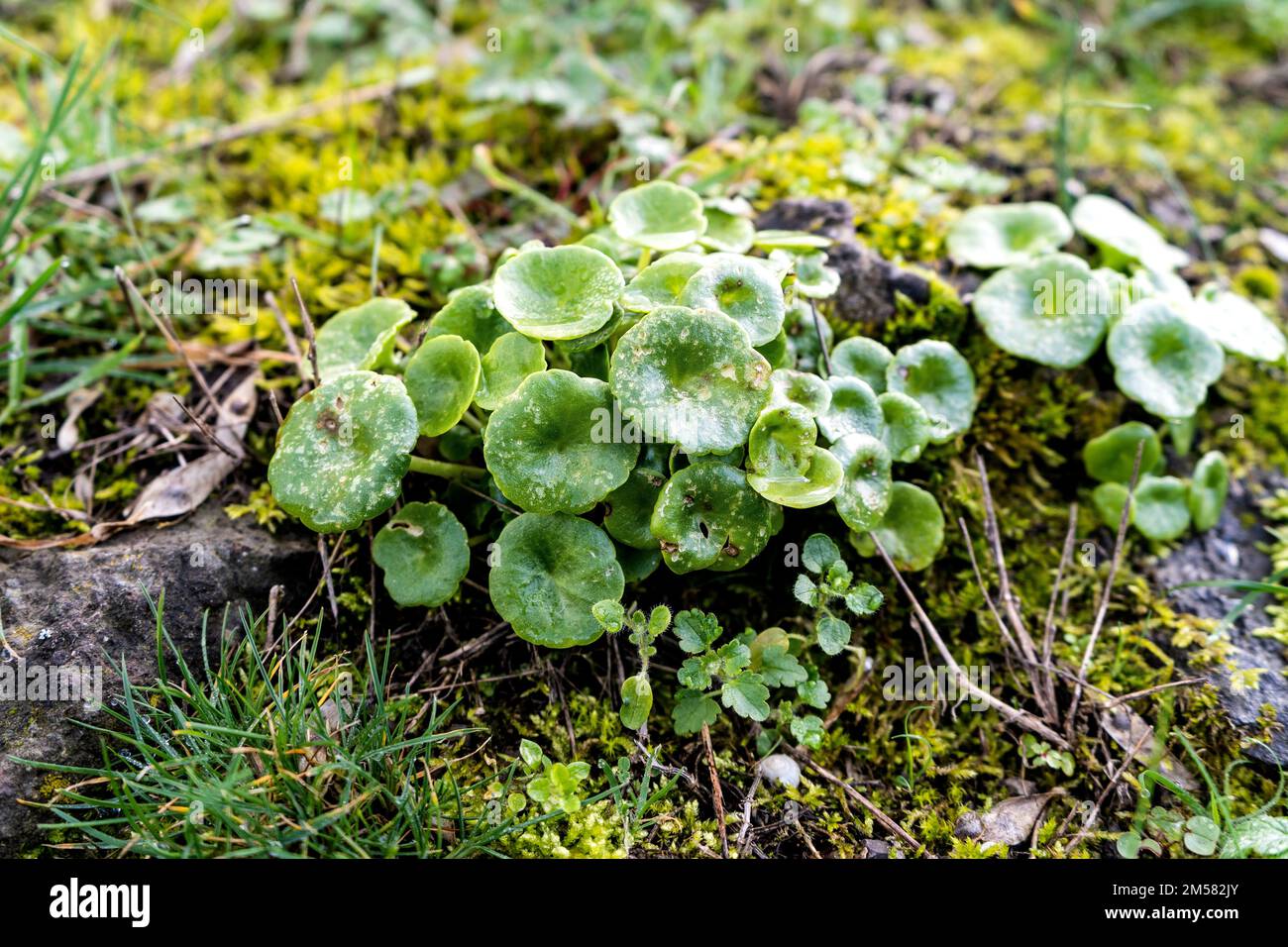 Umbilicus rupestris known also as navelwort, penny-pies, wall pennywort or 'Venus' belly button' is a edible plant in the stonecrop family Crassulacea. Stock Photo