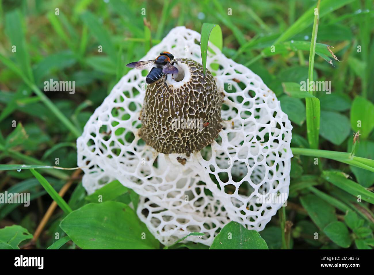 Closeup of Bamboo Fungus or White Long Net Stinkhorn Mushroom with a Bee in the Field Stock Photo